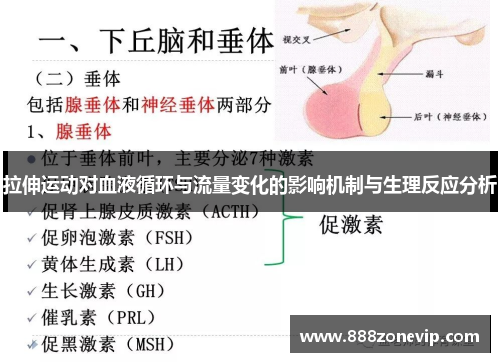 拉伸运动对血液循环与流量变化的影响机制与生理反应分析