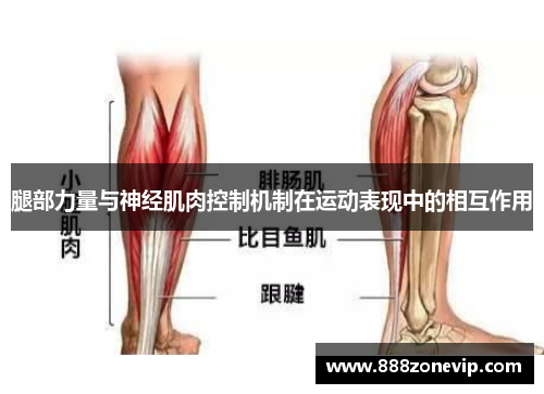 腿部力量与神经肌肉控制机制在运动表现中的相互作用